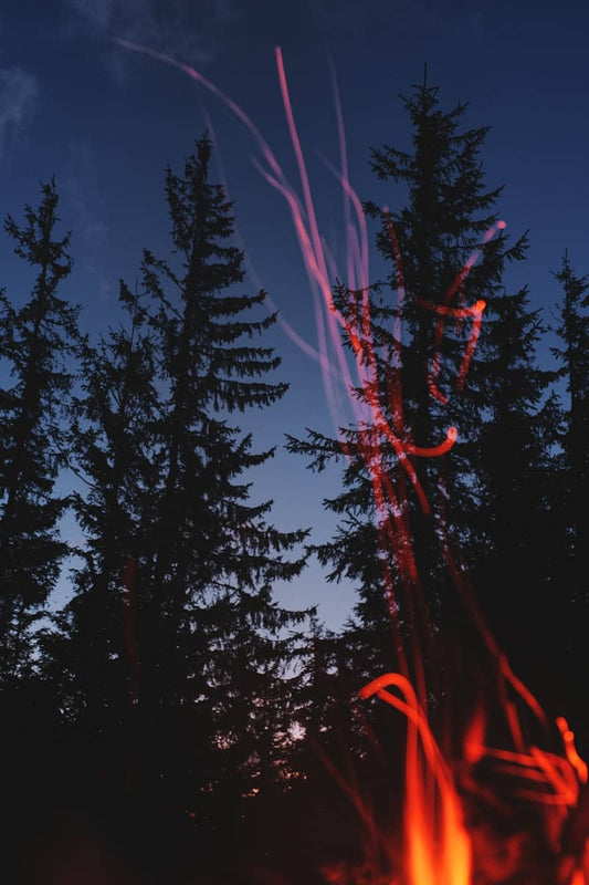 The Lowly Lodgepole Pinecone