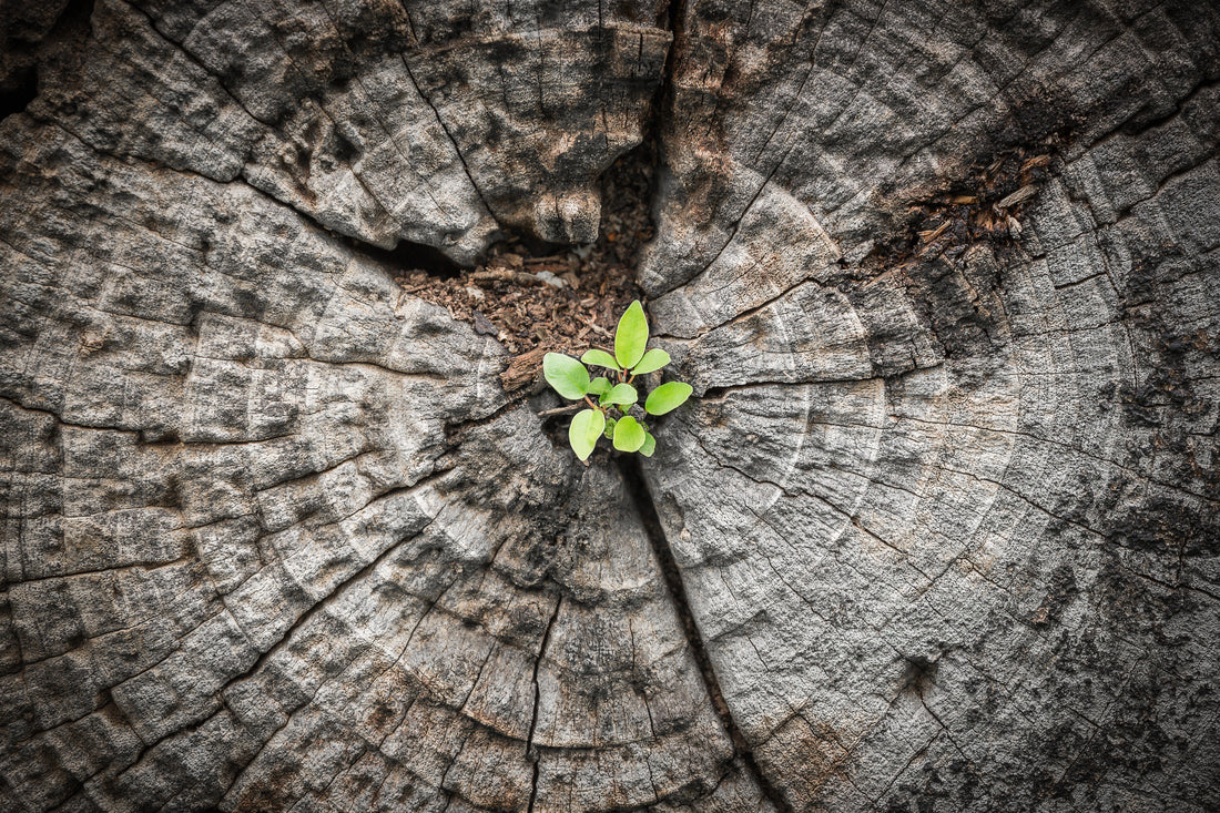 From Moving On to Moving Forward: A devotional by Liza Heidelberger