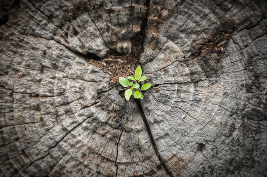 From Moving On to Moving Forward: A devotional by Liza Heidelberger