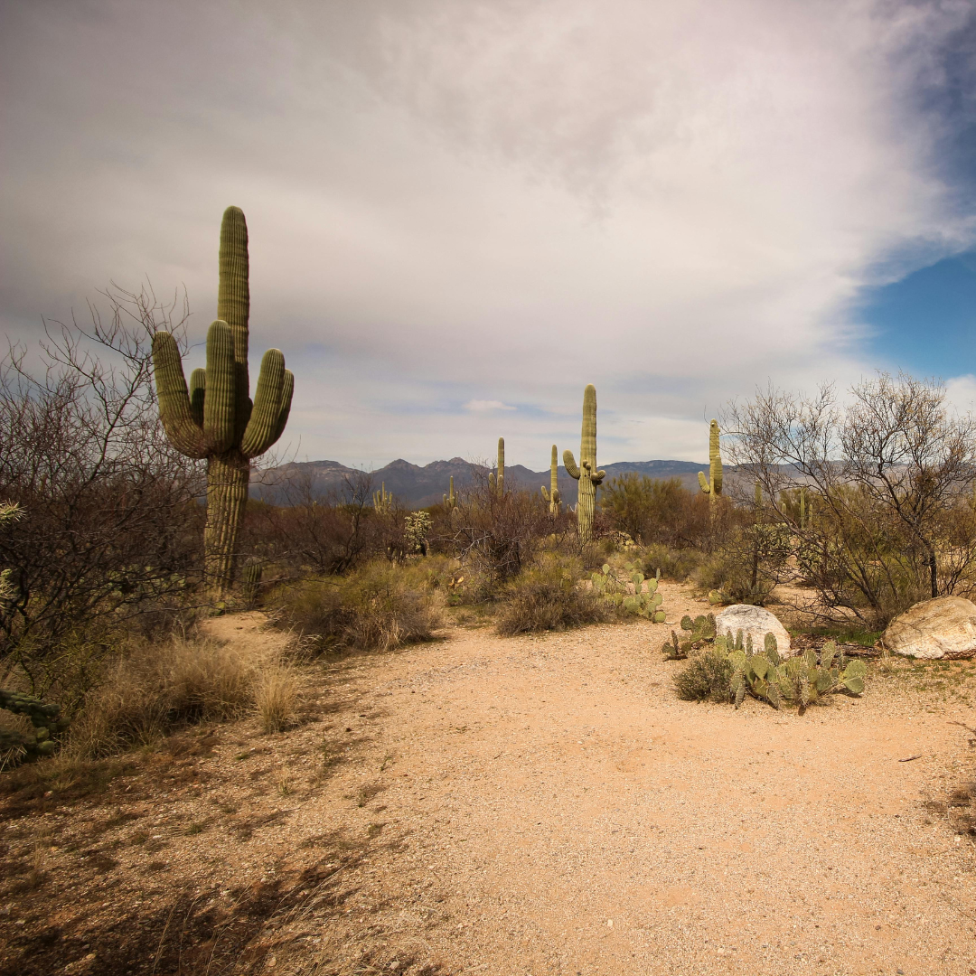 Desert Times
