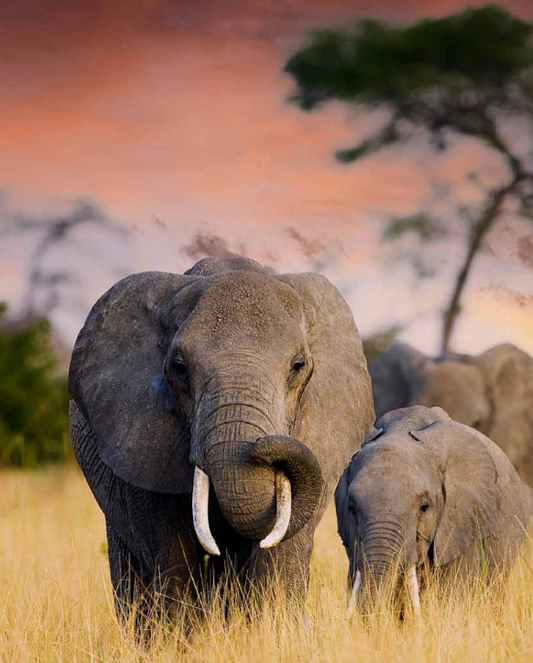 From the Editor, an Intro to Gritty Faith: Wild